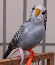 【PUEBCO/プエブコ・Budgie(Gray)】ARTIFICIAL BIRDS セキセイインコ リアル　TOKYO　COLLECTION　ディスプレイ　雑貨　雑誌掲載　オブジェ　ナチュラル　インテリア　羽毛　ワイヤー　置物 ワイヤー 小鳥 ギフト プレゼント