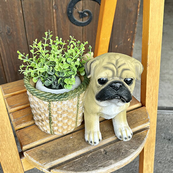 �ɥå��ץ�󥿡��ꥢ�롡�ѥ��������ץ�󥿡�������ƥꥢ���ȡ��������⡡���ꡡ���ե� ��ʪ ����ʪ���졡 ���˥ޥ롡 ������졡 �İ���