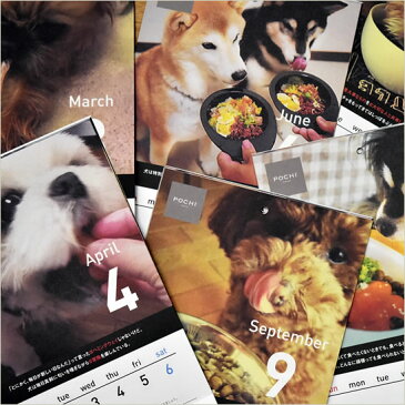 POCHI(ポチ) 2019年 POCHI年カレンダー 犬のカレンダー