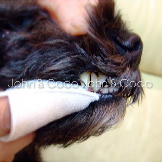 アースリーフ デンタルジェル 45g 犬 猫 歯みがき 歯磨き デンタルケア 臭い お口の健康 国産