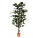 【インテリア】【不二貿易】 観葉植物 フィカス 1124 A フェイクグリーン 人工 〔メーカー直送品〕【北海道・沖縄・離島配送不可】