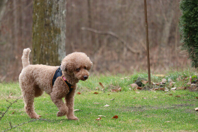 ＼3月11日9:59マデ★ポイント10倍／スイスデザイン【Curli】 カーリープレミアムコレクション　アップルレザーハーネス・クラスプ【CLASP/Apple Leather HARNESS】