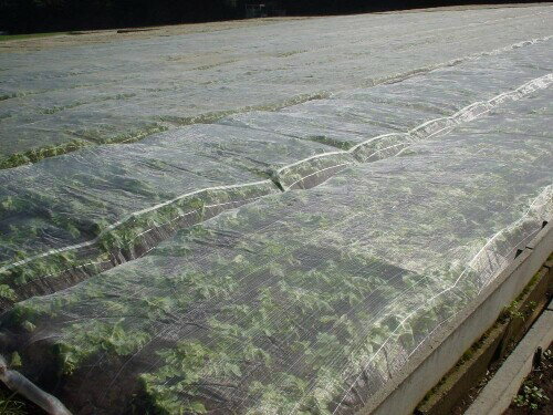 サンサンネットソフライト SL2200(1m/m) 0.9X100 "製造国:日本" "商品の用途:従来よりも40%軽く作業性・収納性に優れた、防虫対策の万能ネット" "透光率:約92%" 夏場の高温による蒸れを防ぎ、抜群の除湿効果で無換気栽培が可能。 畝にフィットするソフトなナチュラル感で、ベタガケ栽培に大活躍です。 透光性 ■透水性 ■強風緩和に優れ、播種から収穫まで農作物に優しい環境作りが可能です。 アルミ格子(10cm間隔)が太陽光線の反射で害虫飛来を防止し、作業性をアップします。 織幅の中心がすぐわかるアルミセンターライン入りで、張り作業の効率アップに便利です。 商品コード13060971522商品名サンサンネットソフライト SL2200(1m/m) 0.9X100型番SL2200(1m/m) 0.9&times;100mサイズ0.9X100※他モールでも併売しているため、タイミングによって在庫切れの可能性がございます。その際は、別途ご連絡させていただきます。※他モールでも併売しているため、タイミングによって在庫切れの可能性がございます。その際は、別途ご連絡させていただきます。