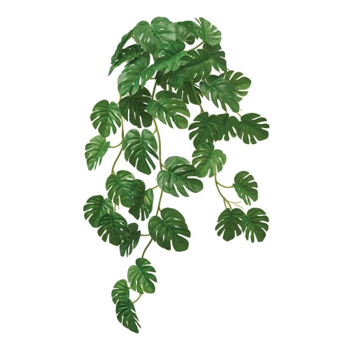 Leafy Plants - 東京堂(Tokyodo) ミニモンステラバイン 葉L6〜8×L56×W20cm 1入 FG001234-zzz
