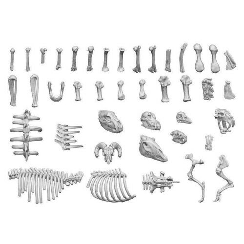 グリーンスタッフワールド(Green staff world) 1/48 3Dプリントセット 動物の骨 3Dプリンター製キット GSWD-12242 (情景)