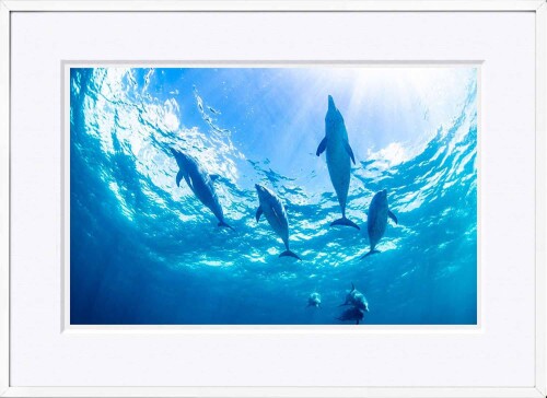 A.P.J WITH FOTO インテリアフォト額装 A3 バハマ諸島のイルカ/Bahamas Dolphin