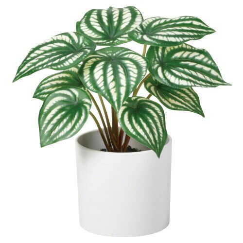 アスカ商会(Asca) 造花 ペペロミア (ポット付) ヴァリゲイトグリーン 約21×22cm、ポット:約[ファイ]10×9cm A-51050-051V