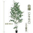 白樺 シラカバ 180cm 人工樹木 人工観葉植物 造花 インテリアグリーン 19000 玄関やリビングのインテリアに【送料無料】 GR_0033