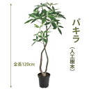 パキラ 120m 人工樹木 人工観葉植物 造花 インテリアグリーン 22000 玄関やリビングのインテリアに【送料無料】 GR_0024