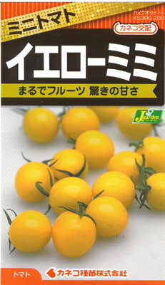 【カネコ種苗の野菜の種】 ミニトマト イエローミミ　No.208　フルーツ感覚の甘さ、 明るいイエローカラー