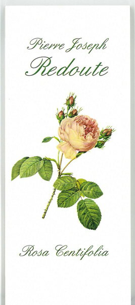 【一筆箋】 ルドゥーテ 一筆箋 《ロサ・ケンティフォリア》一柄40枚綴り 縦書きにも横書きにもご利用いただけます。