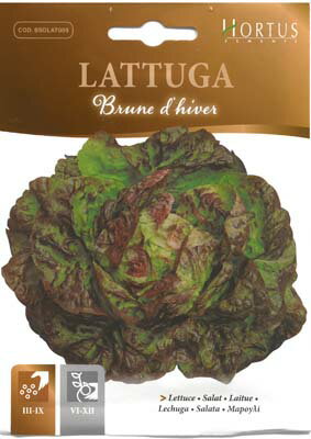 【イタリアの野菜の種】Hortus社　レタス（Brune d'hiver）《固定種》COD.BSOLAT009