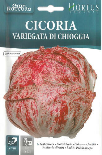 ڤޥꥢڤμHortusҡ꡼ե꡼VARIEGATA DI CHIOGGIAθ BGOCICO014