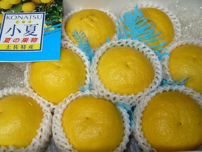 さわやかな香り！　ほんのり甘酸っぱい　初夏の贈り物。高知産「小夏」（ニューサマーオレンジ...