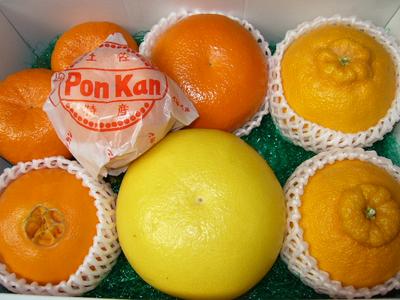 味も形も少しずつちがうみかんをいろいろ味わってみて下さい四国の冬のみかんの仲間たち3