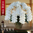 【プレミアム】純国産 胡蝶蘭 花持ち長い 大輪8本立ち 90輪〜 90,000円【雪華(せっか)白】 画像配信 産地直送 お祝い プレゼント 花 贈り物 母の日...