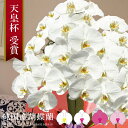 純国産 胡蝶蘭 花持ち長い 大輪 3本立ち 27輪〜 16,000円【雪華(せっか)】 画像配信 蕾 産地温室直送 お祝い プレゼント 花 ギフト 贈り物 母の...