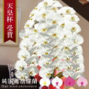 純国産 胡蝶蘭 花持ち長い 大輪3本立ち 42輪〜 27,000円【白/ピンク系/白赤】 選べる4色 画像配信 蕾 産地温室直送 お祝い プレゼント 花 ギフト...