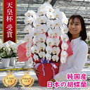 純国産 胡蝶蘭 花持ち長い 大輪3本立ち 48輪〜 33,000円【白/ピンク系/白赤】 蕾 画像配信 産地温室直送 お祝い プレゼント 花 ギフト 特別 日本...