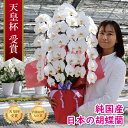 ３本 純国産 胡蝶蘭 花持ち長い 大輪3本立ち 45輪～ 白/淡いピンク/ピンク/白赤 画像配信あり 産地直送 お祝い プレゼント 花 ギフト 贈り物 母の日 お供え お誕生日 開店祝い 開業祝い 移転祝い 就任祝い 昇進祝い 当選祝い 当日発送 日本橋 銀座 王立園芸協会登録商品