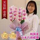 純国産 胡蝶蘭 花持ち長い 中輪 2本立ち 18輪〜 10,000円【Venus(ヴィーナス)】白ピンク グラデーション 二度咲き プレゼント お祝い 花 母の...