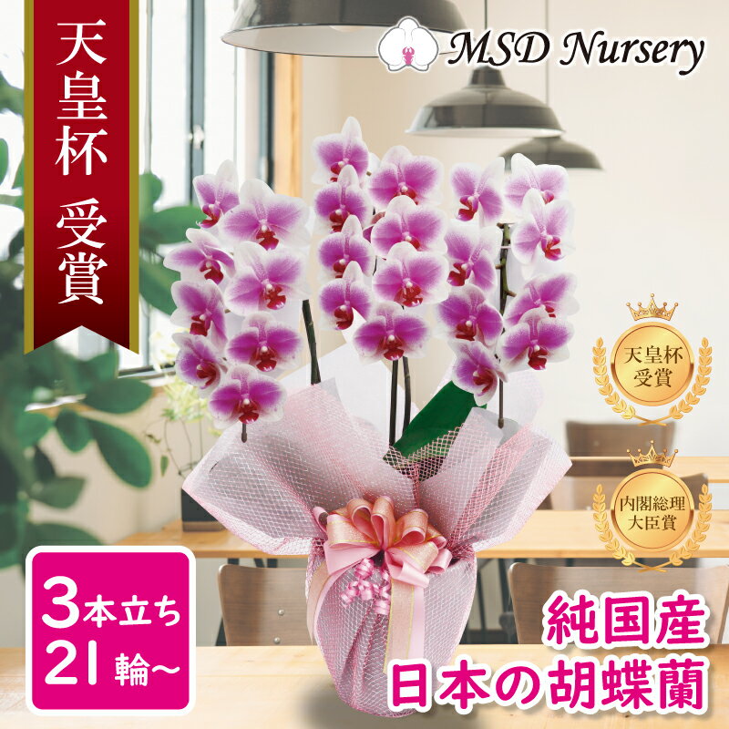ブランド胡蝶蘭ヴィーナス祝い花胡蝶蘭生花鉢洋蘭洋ラン苗ギフト
