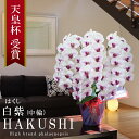 純国産 胡蝶蘭 花持ち長い 中輪 5本立ち 55輪〜 35,000円【白紫(はくし)】白に紫のストライプ 二度咲き プレゼント お祝い 花 母の日ギフト 贈り物...