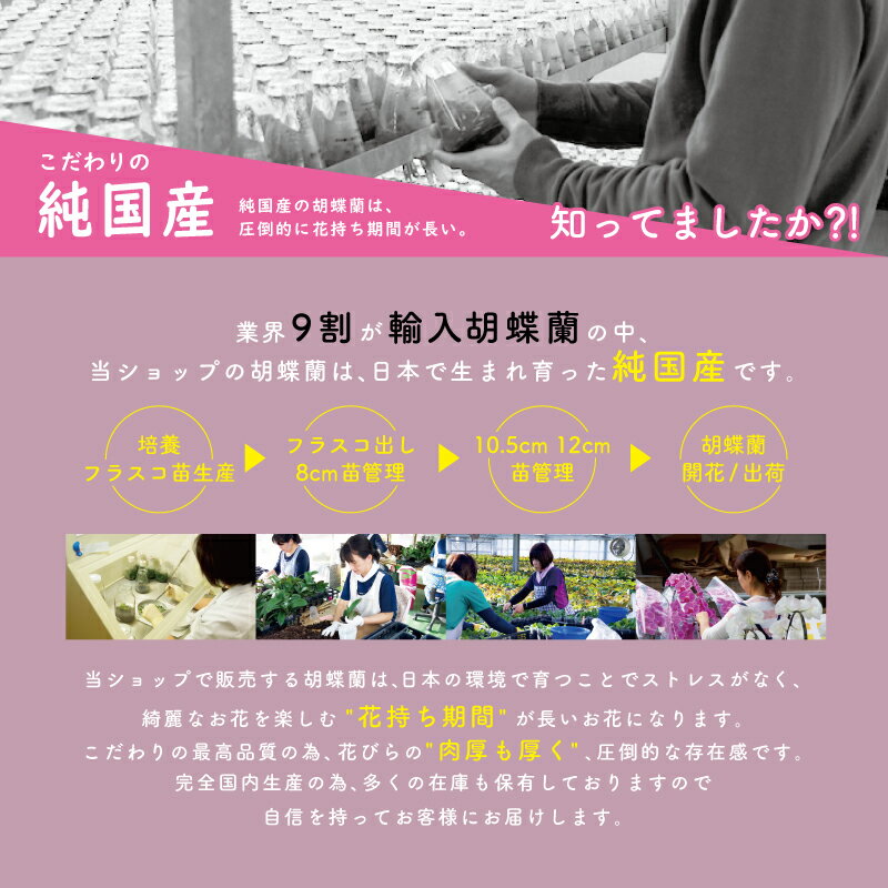 ブランド胡蝶蘭ヴィーナス祝い花胡蝶蘭生花鉢洋蘭洋ラン苗ギフト