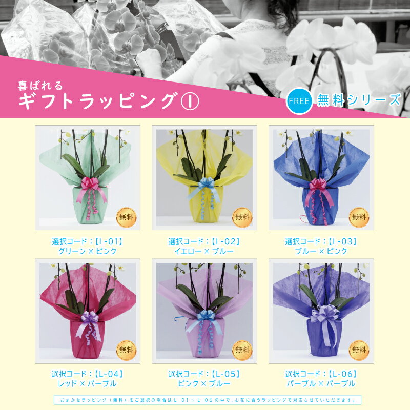 ブランド胡蝶蘭ヴィーナス祝い花胡蝶蘭生花鉢洋蘭洋ラン苗ギフト