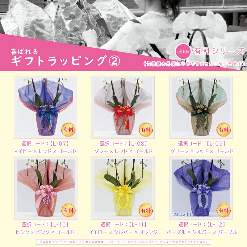 ブランド胡蝶蘭ヴィーナス祝い花胡蝶蘭生花鉢洋蘭洋ラン苗ギフト