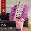 希少 純国産 胡蝶蘭 花持ち長い 大輪 3本立ち 42輪〜 27,000円【愛珠(あいじゅ)】 紅白MIX 画像配信 蕾 産地温室直送 お祝い プレゼント 花 ...