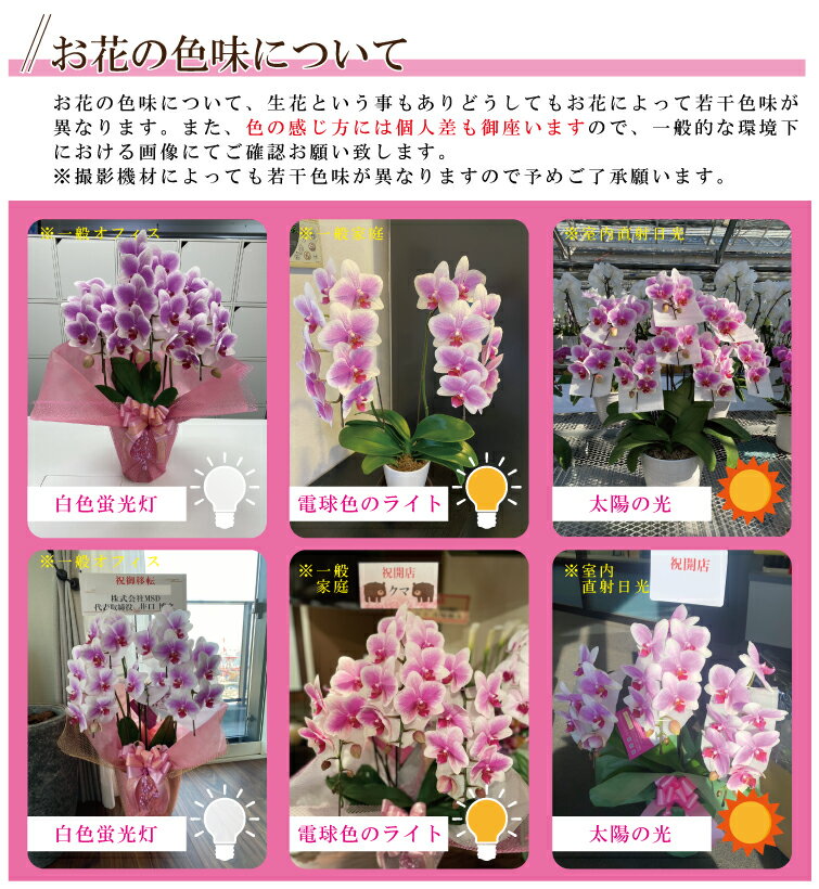 ブランド胡蝶蘭ヴィーナス祝い花胡蝶蘭生花鉢洋蘭洋ラン苗ギフト