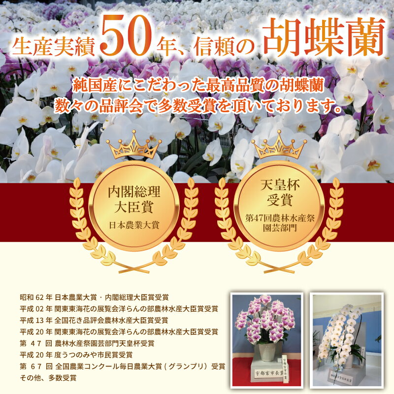 ブランド胡蝶蘭ヴィーナス祝い花胡蝶蘭生花鉢洋蘭洋ラン苗ギフト