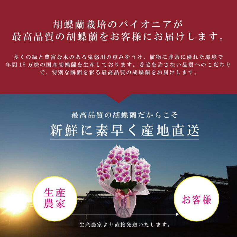 ブランド胡蝶蘭ヴィーナス祝い花胡蝶蘭生花鉢洋蘭洋ラン苗ギフト