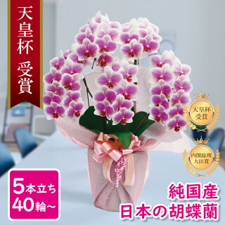 限定1 000円offクーポン配布中 胡蝶蘭 鉢花 通販解禁 胡蝶蘭 鉢花 お誕生日 純国産 移転祝い 天皇杯受賞 内閣総理大臣賞日本農業大賞 お祝い 白ピンク 産地直送 お祝い 敬老の日 40 44輪 プレゼント ヴィーナス 中輪5本立ち 花持ち長い 就任祝い 花 ギフト 限定1 000円offクーポン配布中 胡蝶蘭 鉢花 通販解禁 胡蝶蘭 鉢花 お誕生日 純国産 移転祝い 天皇杯受賞 内閣総理大臣賞日本農業大賞 お祝い 白ピンク 産地直送 お祝い 敬老の日 40 44輪 プレゼント ヴィーナス 中輪5本立ち 花持ち長い 就任祝い 花 ギフト