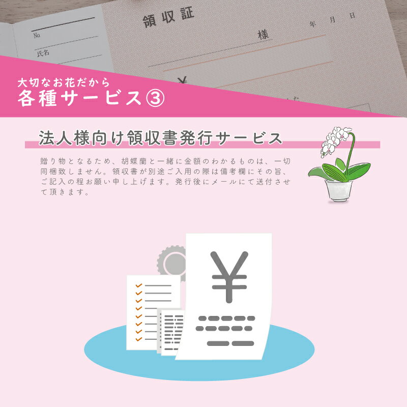 ブランド胡蝶蘭ヴィーナス祝い花胡蝶蘭生花鉢洋蘭洋ラン苗ギフト