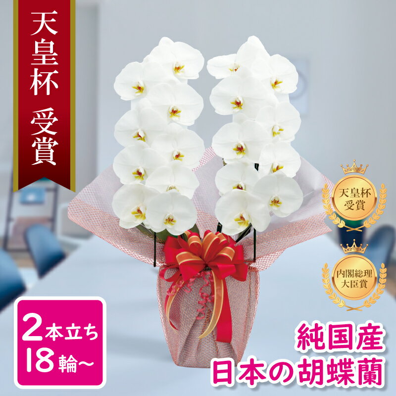 通販解禁 胡蝶蘭 大輪2本立ち 天皇杯受賞 内閣総理大臣賞日本農業大賞 お祝い 鉢花 限定1 000円offクーポン配布中 胡蝶蘭 純国産 白 淡いピンク ピンク 白赤 4色 花持ち長い 産地直送 大輪2本立ち 鉢花 18 21輪 花持ち長い 敬老の日 お祝い 就任祝い プレゼント 花