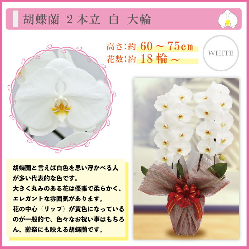通販解禁 胡蝶蘭 大輪2本立ち 天皇杯受賞 内閣総理大臣賞日本農業大賞 お祝い 鉢花 限定1 000円offクーポン配布中 胡蝶蘭 純国産 白 淡いピンク ピンク 白赤 4色 花持ち長い 産地直送 大輪2本立ち 鉢花 18 21輪 花持ち長い 敬老の日 お祝い 就任祝い プレゼント 花