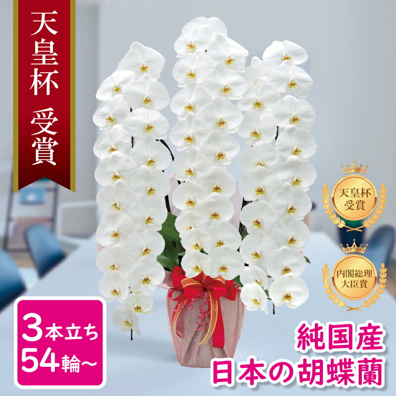 輝く高品質な 通販解禁 胡蝶蘭 天皇杯受賞 内閣総理大臣賞日本農業大賞 お祝い 鉢花 胡蝶蘭 純国産 白 淡いピンク ピンク 白赤 4色 産地直送 大輪 3本立ち 54輪 花持ち長い プレゼント 花 ギフト 贈り物 お誕生日 開店祝い 開業祝い 母の日 昇進祝い 立札無料 輝く高品質な 通販解禁 胡蝶蘭 天皇杯受賞 内閣総理大臣賞日本農業大賞 お祝い 鉢花 胡蝶蘭 純国産 白 淡いピンク ピンク 白赤 4色 産地直送 大輪 3本立ち 54輪 花持ち長い プレゼント 花 ギフト 贈り物 お誕生日 開店祝い 開業祝い 母の日 昇進祝い 立札無料