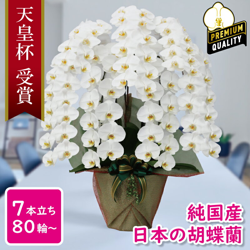 【プレミアム】純国産 胡蝶蘭 花持ち長い 大輪7本立ち 80輪～ 【雪華（せっか）白】 産地直送 お祝い プレゼント 花 ギフト 贈り物 母の日 お供え お誕生日 開店祝い 開業祝い 移転祝い 就任祝い 昇進祝い 当選祝い 当日発送 王立園芸協会登録商品