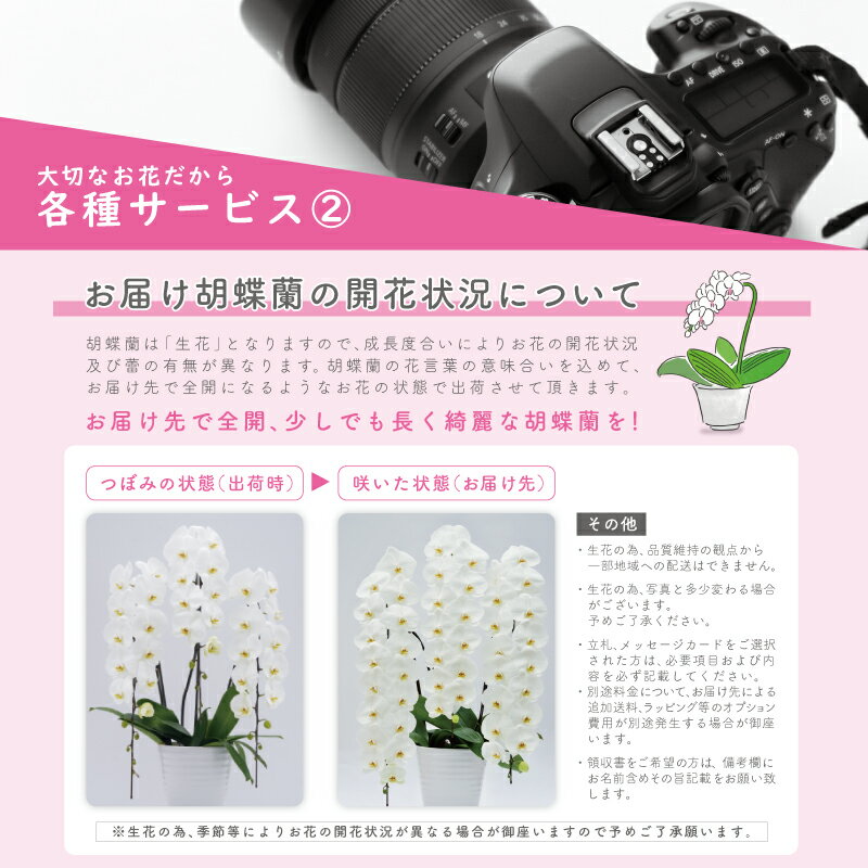 ブランド胡蝶蘭ヴィーナス祝い花胡蝶蘭生花鉢洋蘭洋ラン苗ギフト