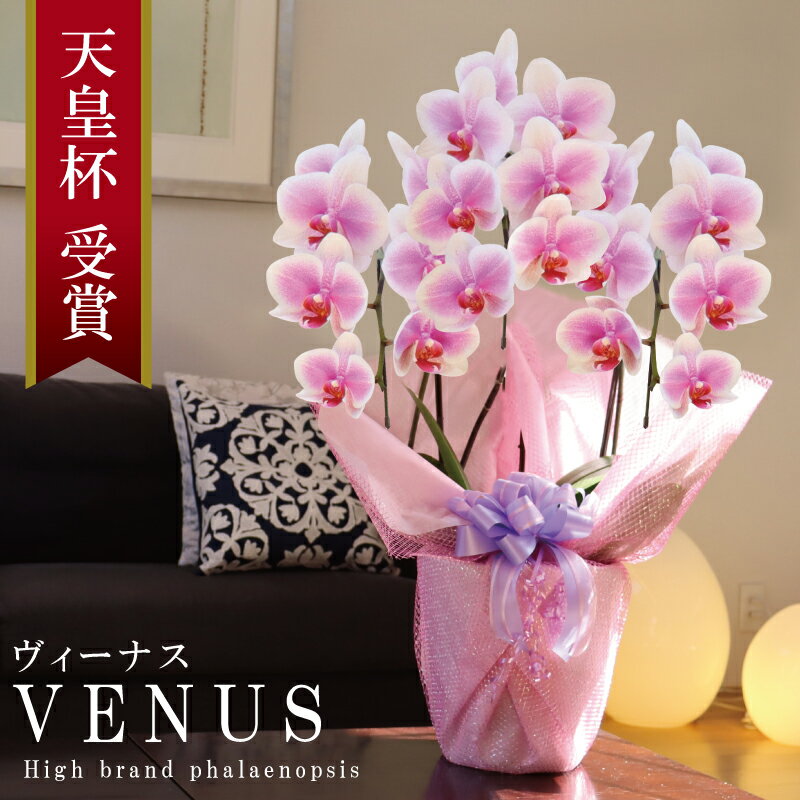 ３本 純国産 胡蝶蘭 花持ち長い 中輪 3本立ち 21輪～ 【Venus【ヴィーナス）】白ピンク グラデーション ブランド胡蝶蘭 お祝い プレゼント 花 ギフト 贈り物 母の日 お誕生日 長寿祝い 開店祝い 開業祝い 移転祝い 就任祝い 昇進祝い 当選祝い 当日発送 王立園芸協会登録商品