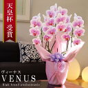 純国産 胡蝶蘭 花持ち長い 中輪 3本立ち 21輪～ 【Venus【ヴィーナス）】白ピンク グラデーション ブランド胡蝶蘭 お祝い プレゼント 花 ギフト 贈り物 母の日 お誕生日 長寿祝い 開店祝い 開業祝い 移転祝い 就任祝い 昇進祝い 当選祝い 当日発送 王立園芸協会登録商品