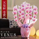 ≪GWも発送≫純国産 胡蝶蘭 花持ち長い 中輪 3本立ち 27輪～ 【Venus【ヴィーナス）】白ピンク グラデーション ブランド胡蝶蘭 お祝い プレゼント 花 ギフト 贈り物 母の日 お誕生日 長寿祝い 開店祝い 開業祝い 移転祝い 就任祝い 昇進祝い 当選祝い 当日発送