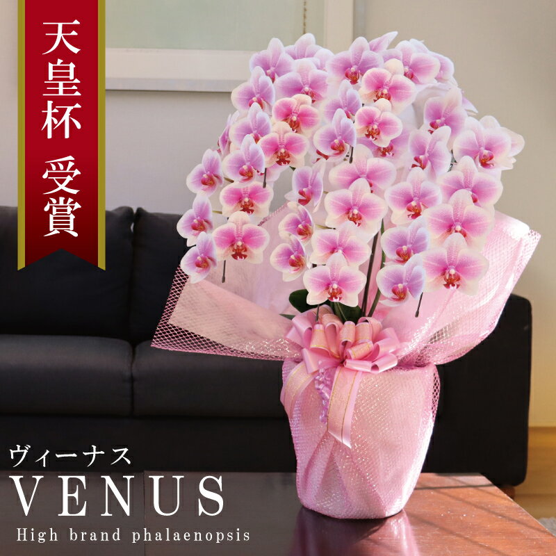 純国産 胡蝶蘭 花持ち長い 中輪 5-6本立ち 50輪～ 【Venus【ヴィーナス 】白ピンク グラデーション ブランド胡蝶蘭 お祝い プレゼント 花 ギフト 贈り物 母の日 お誕生日 長寿祝い 開店祝い 開…