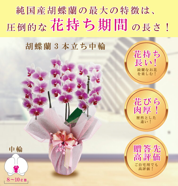 ブランド胡蝶蘭ヴィーナス祝い花胡蝶蘭生花鉢洋蘭洋ラン苗ギフト
