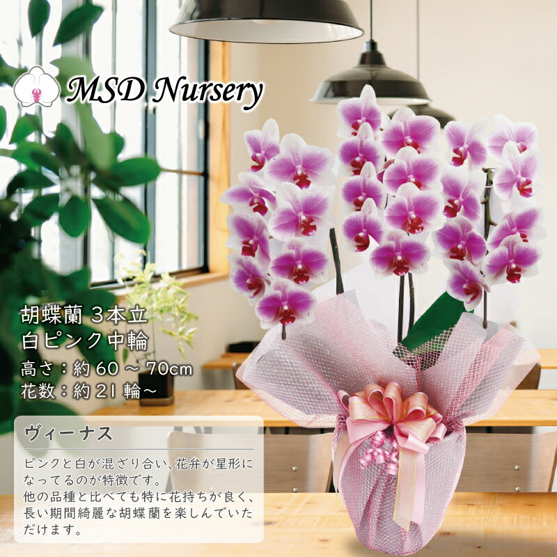 ブランド胡蝶蘭ヴィーナス祝い花胡蝶蘭生花鉢洋蘭洋ラン苗ギフト