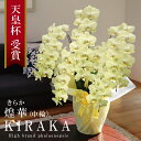 ≪出荷不可 次回未定≫希少 純国産 胡蝶蘭 花持ち長い 中輪5本立ち 50輪〜 35,000円【煌華(きらか)】 黄色 蕾 画像配信 産地温室直送 お祝い 母の...