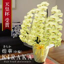 ≪出荷不可 次回未定≫希少 純国産 胡蝶蘭 花持ち長い 中輪5本立ち 65輪〜 45,000円【煌華(きらか)】 黄色 画像配信 産地温室直送 お祝い プレゼン...