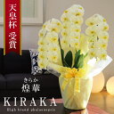 ≪出荷不可 次回未定≫希少 純国産 胡蝶蘭 花持ち長い 大輪 3本立ち 33輪〜 23,000円【煌華(きらか)】 黄色 画像配信 産地温室直送 お祝い プレゼ...